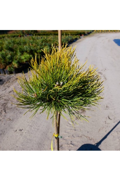 Сосна гірська Офір на штамбі  фото